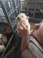 Polar, a male Great Pyrenees and Rottweiler for sale in Beatrice, NE – Photo 4 of 4
