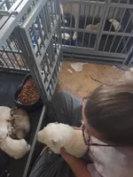 Polar, a male Great Pyrenees and Rottweiler for sale in Beatrice, NE – Photo 2 of 4