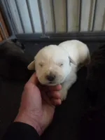 Polar, a male Great Pyrenees and Rottweiler for sale in Beatrice, NE – Photo 1 of 4