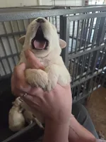 Polar, a male Great Pyrenees and Rottweiler for sale in Beatrice, NE – Photo 3 of 4