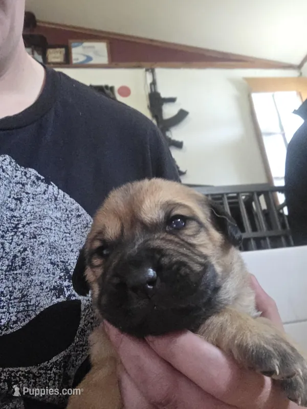 Goldy – Great Pyrenees, Rottweiler puppy for sale in Beatrice, NE