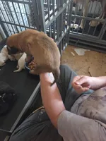 Goldy, a female Great Pyrenees and Rottweiler for sale in Beatrice, NE – Photo 3 of 4