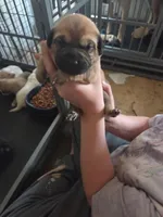 Goldy, a female Great Pyrenees and Rottweiler for sale in Beatrice, NE – Photo 2 of 4