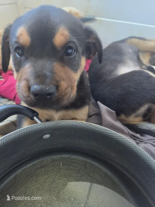 Tyson – Rottweiler, American Pit Bull Terrier puppy for sale in Beatrice, NE