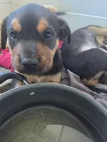 Tyson, a male Rottweiler and American Pit Bull Terrier for sale in Beatrice, NE – Photo 1 of 6