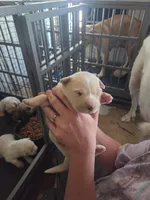 Ellie, a female Great Pyrenees and Rottweiler for sale in Beatrice, NE – Photo 3 of 4