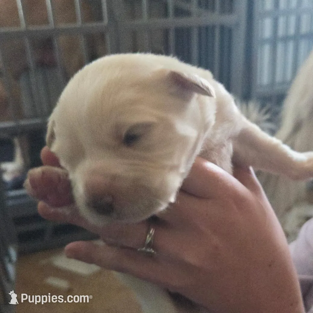 Ellie – Great Pyrenees, Rottweiler puppy for sale in Beatrice, NE