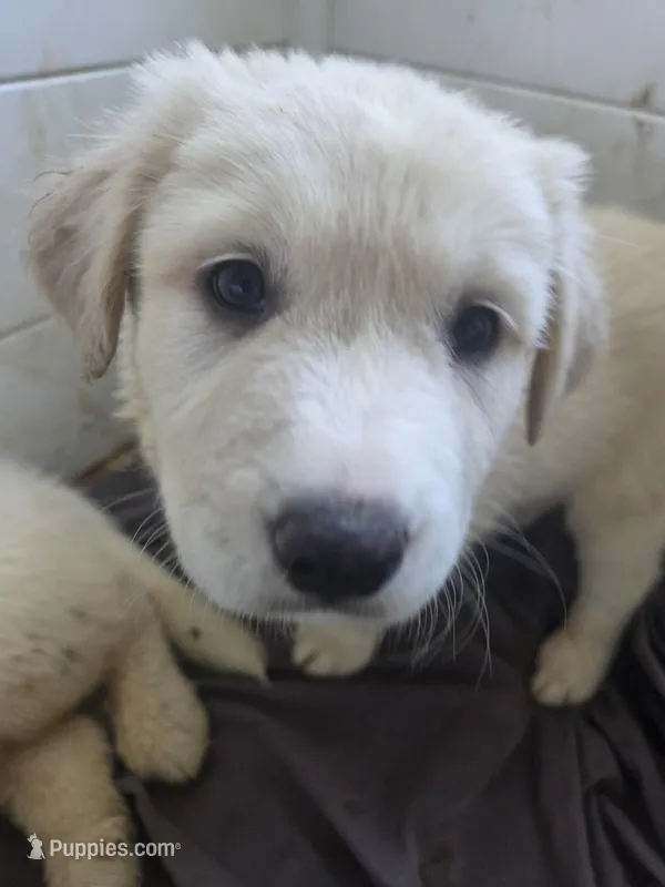 Ellie – Great Pyrenees, Rottweiler puppy for sale in Beatrice, NE