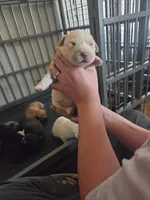 Ellie, a female Great Pyrenees and Rottweiler for sale in Beatrice, NE – Photo 4 of 4