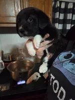 Pearl, a female Great Pyrenees and Rottweiler for sale in Beatrice, NE – Photo 8 of 9