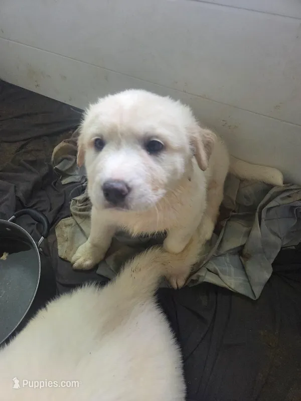 Ellie – Great Pyrenees, Rottweiler puppy for sale in Beatrice, NE
