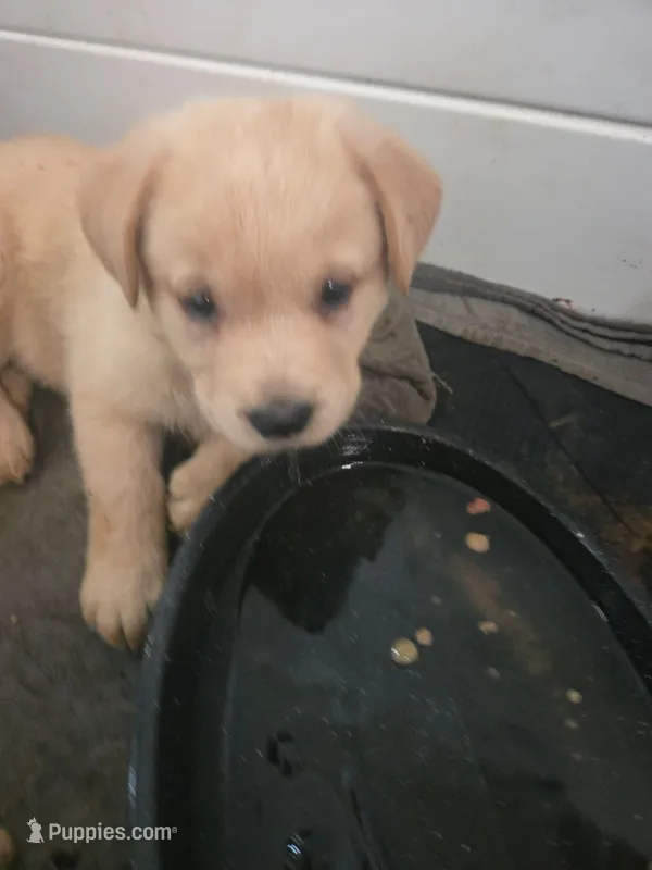 Buster – Rottweiler, American Pit Bull Terrier puppy for sale in Beatrice, NE