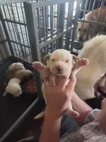 Ellie, a female Great Pyrenees and Rottweiler for sale in Beatrice, NE – Photo 2 of 4