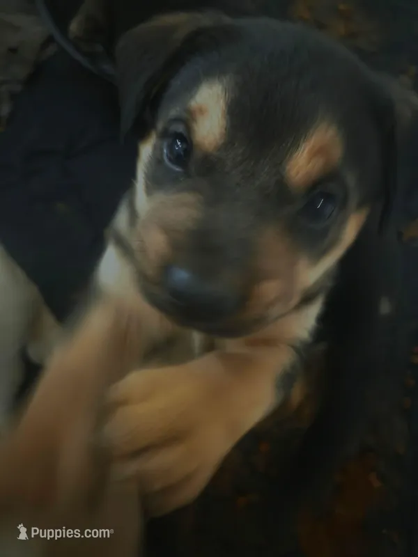 Luna – Rottweiler, American Pit Bull Terrier puppy for sale in Beatrice, NE