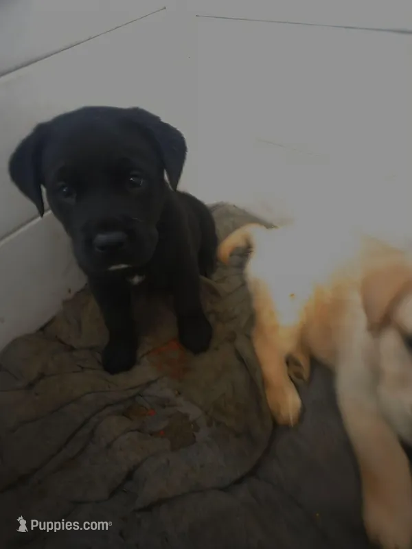 Stella – Rottweiler, American Pit Bull Terrier puppy for sale in Beatrice, NE