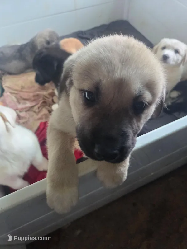 Willow – Great Pyrenees, Rottweiler puppy for sale in Beatrice, NE