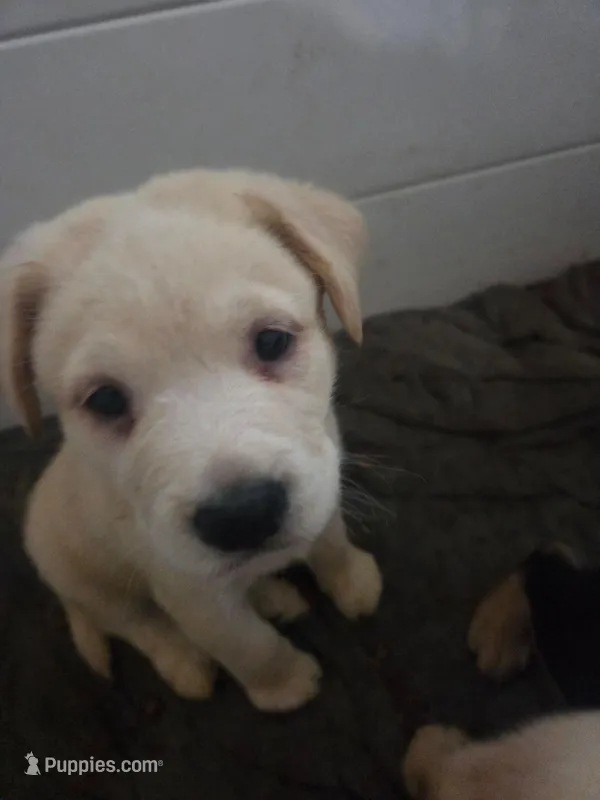 Artic – Rottweiler, American Pit Bull Terrier puppy for sale in Beatrice, NE