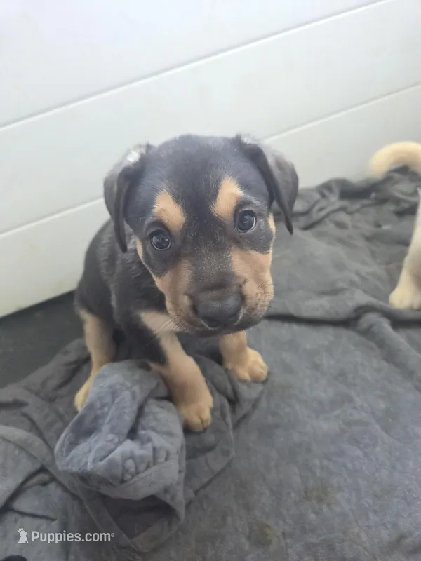 Luna – Rottweiler, American Pit Bull Terrier puppy for sale in Beatrice, NE