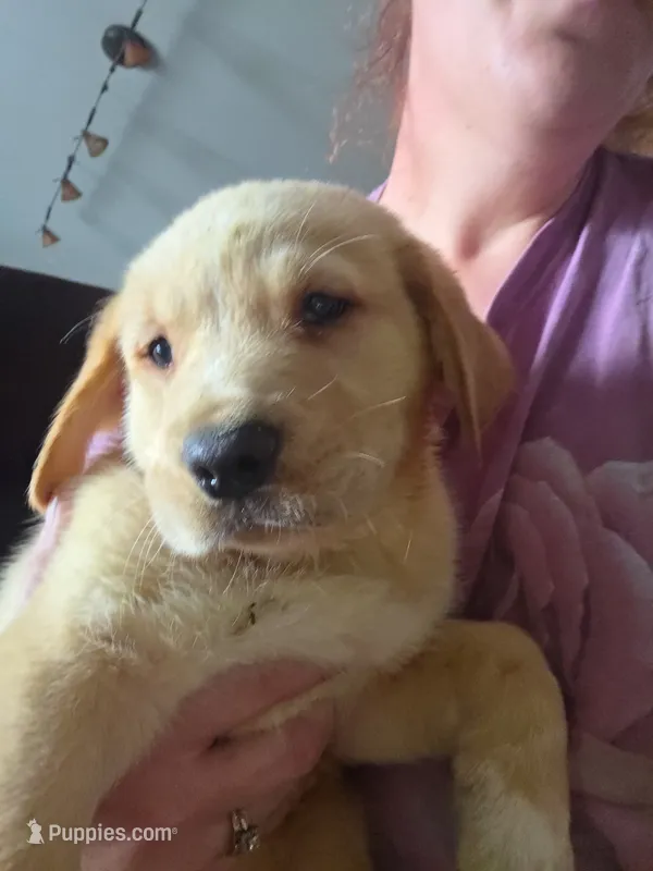 Buster – Rottweiler, American Pit Bull Terrier puppy for sale in Beatrice, NE