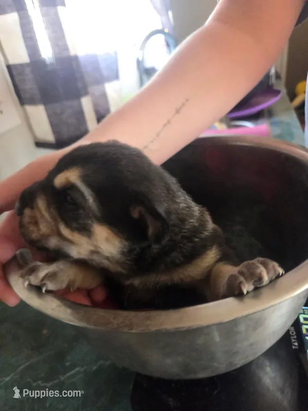 Angel – Rottweiler, American Pit Bull Terrier puppy for sale in Beatrice, NE