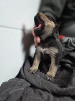 Luna, a female Rottweiler and American Pit Bull Terrier for sale in Beatrice, NE – Photo 4 of 6