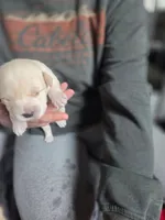 Artic, a male Rottweiler and American Pit Bull Terrier for sale in Beatrice, NE – Photo 4 of 6