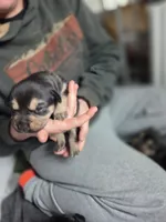 Luna, a female Rottweiler and American Pit Bull Terrier for sale in Beatrice, NE – Photo 3 of 6