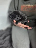 Stella, a female Rottweiler and American Pit Bull Terrier for sale in Beatrice, NE – Photo 3 of 6