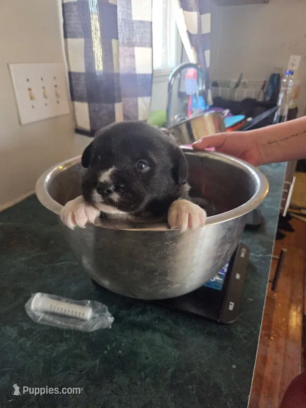Pearl – Great Pyrenees, Rottweiler puppy for sale in Beatrice, NE