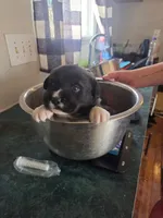 Pearl, a female Great Pyrenees and Rottweiler for sale in Beatrice, NE – Photo 1 of 7