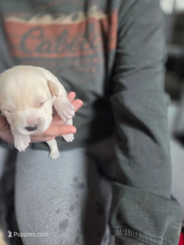 Artic – Rottweiler, American Pit Bull Terrier puppy for sale in Beatrice, NE