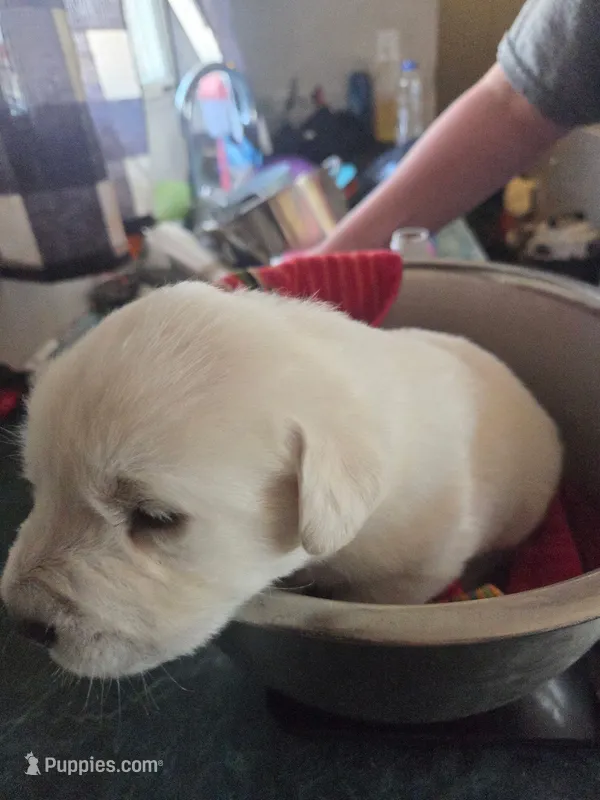 Avalanche – Great Pyrenees, Rottweiler puppy for sale in Beatrice, NE