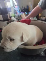 Avalanche, a male Great Pyrenees and Rottweiler for sale in Beatrice, NE – Photo 1 of 7