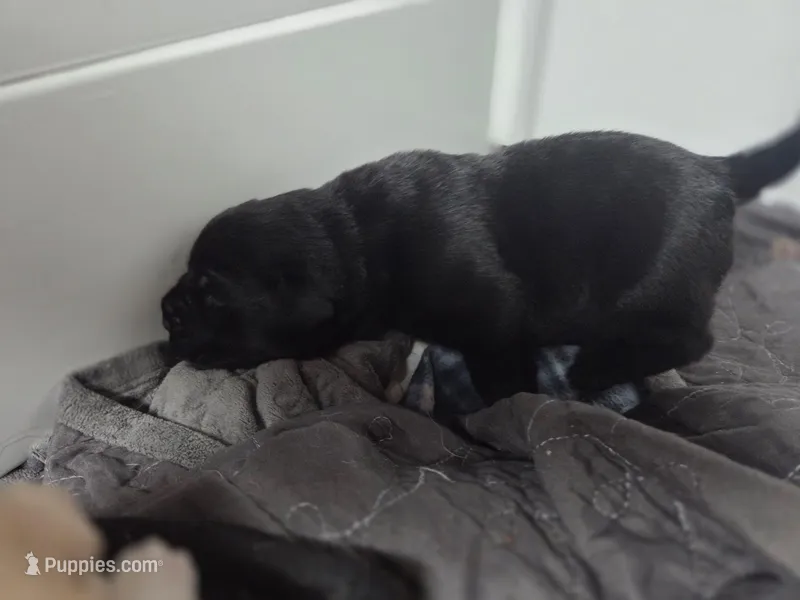 Stella – Rottweiler, American Pit Bull Terrier puppy for sale in Beatrice, NE