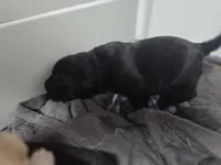 Stella, a female Rottweiler and American Pit Bull Terrier for sale in Beatrice, NE – Photo 2 of 6