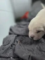 Diesel, a male Rottweiler and American Pit Bull Terrier for sale in Beatrice, NE – Photo 3 of 6