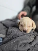 Tank, a male Rottweiler and American Pit Bull Terrier for sale in Beatrice, NE – Photo 2 of 6