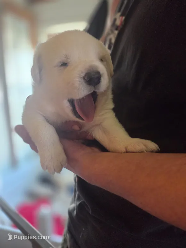 Polar – Great Pyrenees, Rottweiler puppy for sale in Beatrice, NE