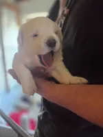 Polar, a male Great Pyrenees and Rottweiler for sale in Beatrice, NE – Photo 1 of 7