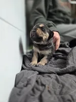 Angel, a female Rottweiler and American Pit Bull Terrier for sale in Beatrice, NE – Photo 3 of 6