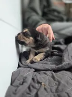Angel, a female Rottweiler and American Pit Bull Terrier for sale in Beatrice, NE – Photo 4 of 6