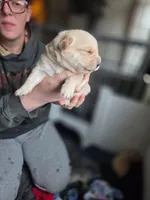 Buster, a male Rottweiler and American Pit Bull Terrier for sale in Beatrice, NE – Photo 3 of 6