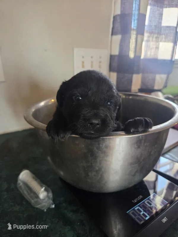 Shadow – Great Pyrenees, Rottweiler puppy for sale in Beatrice, NE