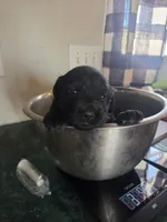 Shadow, a female Great Pyrenees and Rottweiler for sale in Beatrice, NE – Photo 1 of 7