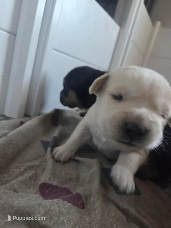 Diesel – Rottweiler, American Pit Bull Terrier puppy for sale in Beatrice, NE