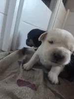 Diesel, a male Rottweiler and American Pit Bull Terrier for sale in Beatrice, NE – Photo 1 of 6