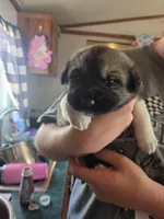 Trixie, a female Great Pyrenees and Rottweiler for sale in Beatrice, NE – Photo 1 of 7