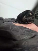 Tyson, a male Rottweiler and American Pit Bull Terrier for sale in Beatrice, NE – Photo 3 of 5