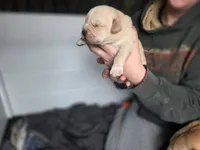 Tank, a male Rottweiler and American Pit Bull Terrier for sale in Beatrice, NE – Photo 3 of 6