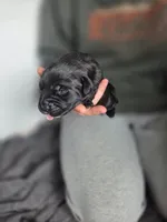 Stella, a female Rottweiler and American Pit Bull Terrier for sale in Beatrice, NE – Photo 4 of 6
